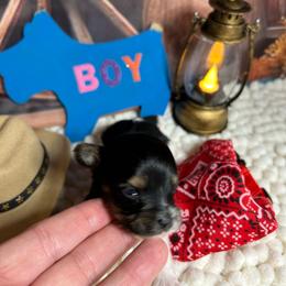 Boy 3 - Black tan and white male Biewer Terrier puppy in Douglas, Georgia from Southern Georgia Yorkies and biewers