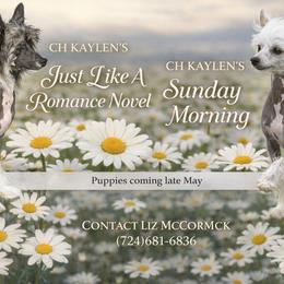 Chinese Crested puppies from Jumping Jacks Russells