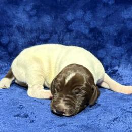 Male 6 - White and liver male German Shorthaired Pointer puppy in Equinunk, Pennsylvania from AHHA Kennels