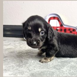 Teddy - Black and cream male Dachshund puppy in Gilbertsville, Kentucky from DeLaunes Dachshunds