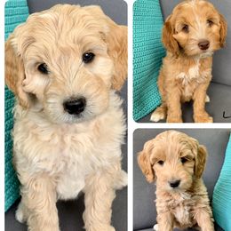 Australian Labradoodles from Joyous Additions Kennels