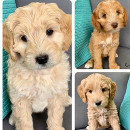 Australian Labradoodles from Joyous Additions Kennels
