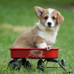 Pink Collar - Red Pembroke Welsh Corgi puppy in Terrell, Texas from Lily's Pembroke Welsh Corgis