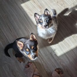 Pomsky Puppies from Wolfpack Pomskies