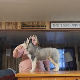 Siberian Husky Puppies from Spirit of the Moon Siberians