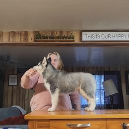 Siberian Husky Puppies from Spirit of the Moon Siberians
