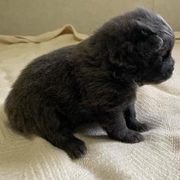 Bubbles - Blue female Pomeranian puppy in Bamberg, South Carolina from Shakhor Ohr Collies and Pomeranians