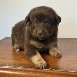 Girl 6 - Red tri-color female Miniature American Shepherd puppy in Eugene, Oregon from AKC Emerald Valley Minis