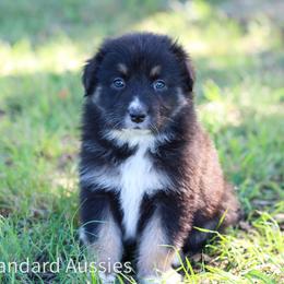 Espresso - Black tri-color male Australian Shepherd puppy in Stephenville, Texas from AW Standard Aussies