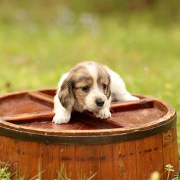 Cream Brindle Dapple Piebald Girl AKC LIMITED - Dapple female Dachshund puppy in Pauls Valley, Oklahoma from Simply Happy Dachshunds