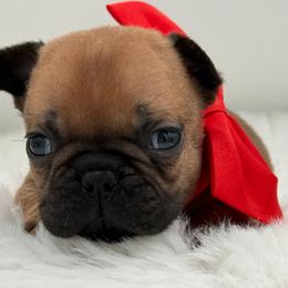 Estelle - Fawn female French Bulldog puppy in Largo, Florida from Big Daddy Frenchies
