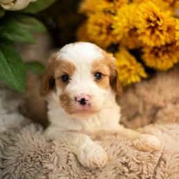 Cavapoo Puppies from Curly Q Cavapoos