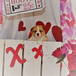 Boy 4 - Pembroke Welsh Corgi puppy in Gig Harbor, Washington from Pacific Northwest Pembroke Welsh Corgis