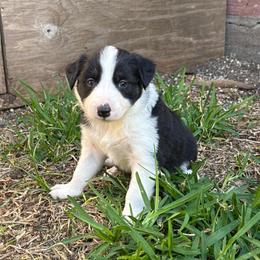 Mitzi - Black and white female Border Collie puppy in Mckinney, Texas from Border Collies of Ruidoso
