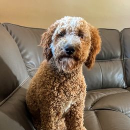 Trixie - Goldendoodle