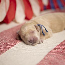 Ranger - Apricot male Goldendoodle puppy in Seffner, Florida from Gold Diamond Pup