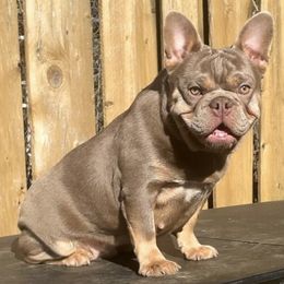 French Bulldogs from Malandro French Bulldogs