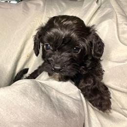 Huckleberry - Black male Cavapoo puppy in El Sobrante, California from Mckendra's Legacy