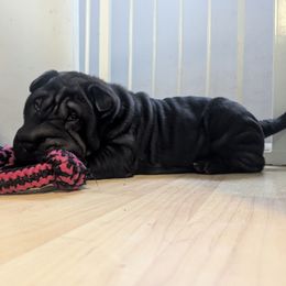 Eihpos Plum - Black female Chinese Shar-Pei puppy in Roseburg, Oregon from Eihpos Shar-Pei