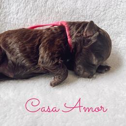 Casa Amor - Chocolate female Goldendoodle puppy in Middletown, Ohio from Lady Doodle Farm