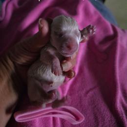Pink - White female West Highland White Terrier puppy in Mayo, Florida from Carrot Tails LLC