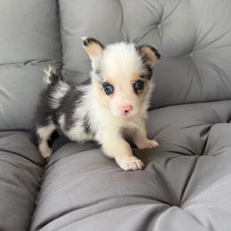 Roy - Blue merle and white male American Corgi puppy in Dobson, North Carolina from Clover S Farm