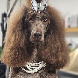 Goldendoodles and Poodles from Patitas