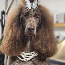 Goldendoodles and Poodles from Patitas