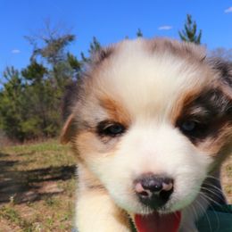 Miniature Australian Shepherd Puppies from AussiesRus