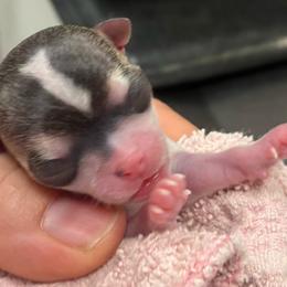 Boy 2 - Red male Chihuahua puppy in Westport, New York from Chantilly chihuahuas