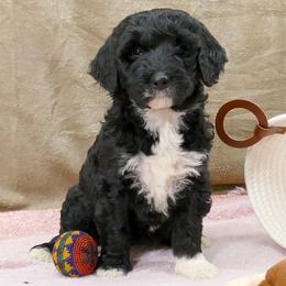 Bernedoodle and Goldendoodle Puppies from Doodles are Amazing