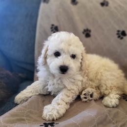 Charlie - Poodle