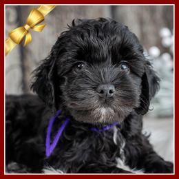 Jocelyn - Black female Cockapoo puppy in Connersville, Indiana from Deaz Doodle Ranch