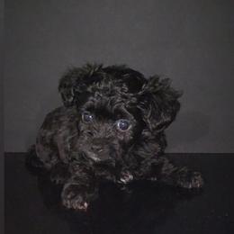 Milli - Black female Maltipoo puppy in Palmdale, California from J Designer Puppies