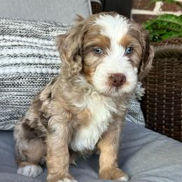 Jacob - Chocolate merle male Bernedoodle puppy in Oologah, Oklahoma from Timber Hills Poodles and Doodles