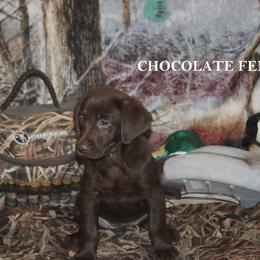Labrador Retriever Puppies from Copper Creek Outfitters and Kennel