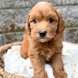 Orange - Red male Australian Labradoodle puppy in Auburn, Washington from West Valley Labradoodles