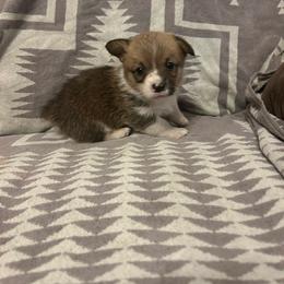 Tigershark - Red male Pembroke Welsh Corgi puppy in Maupin, Oregon from Bailey Nannini