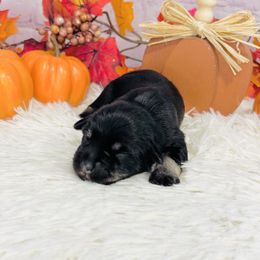 Clover - Black and silver female Miniature Schnauzer puppy in Springfield, Tennessee from My Lovable Schnauzers
