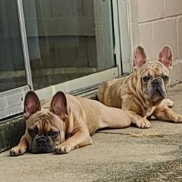 Boy 1 - Fawn male French Bulldog puppy in Tallahassee, Florida from Top Dawg French Bulldogs