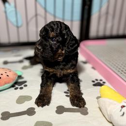 Prince Charming - Tri-color male Bernedoodle puppy in Munster, Indiana from Miranda’s Sunshine Poodles and Doodles