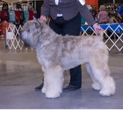 Daphne - Bouvier des Flandres