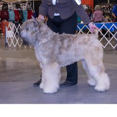 Daphne - Bouvier des Flandres