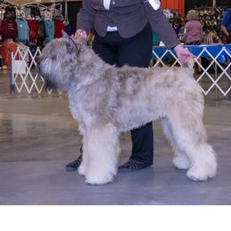 Daphne - Bouvier des Flandres