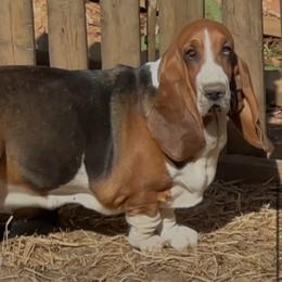 Lucy - Basset Hound