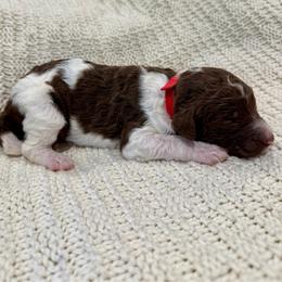 Red - Parti male Poodle puppy in Camdenton, Missouri from Silver Lining Poodles