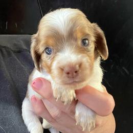 Donna - Dapple female Dachshund puppy in Bigfork, Minnesota from Dachshunds Up North