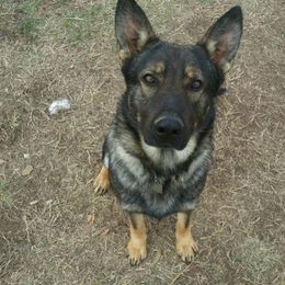 Leena - German Shepherd