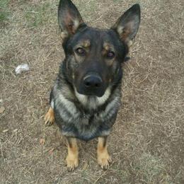 Leena - German Shepherd
