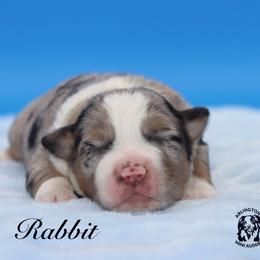 Rabbit - Blue merle male Miniature Australian Shepherd puppy in Weeki Wachee, Florida from Arlington's Mini Aussies